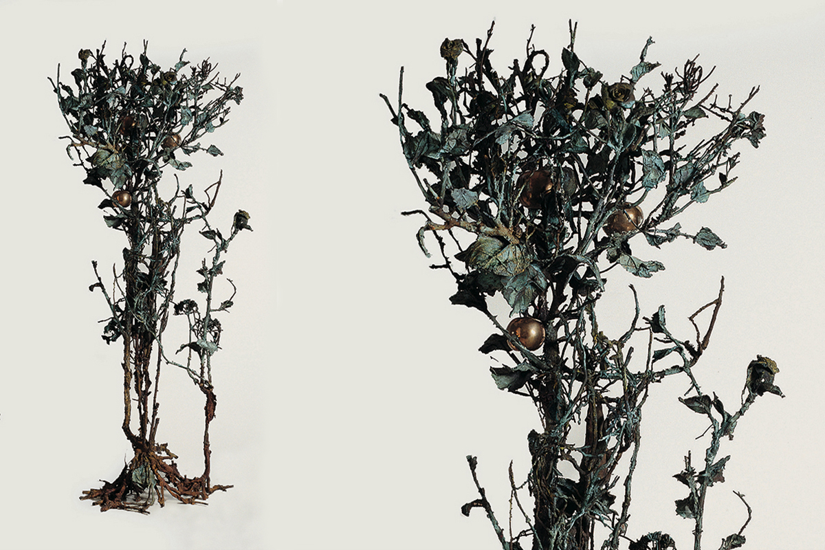 01-albero-adriana